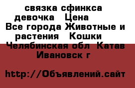 связка сфинкса. девочка › Цена ­ 500 - Все города Животные и растения » Кошки   . Челябинская обл.,Катав-Ивановск г.